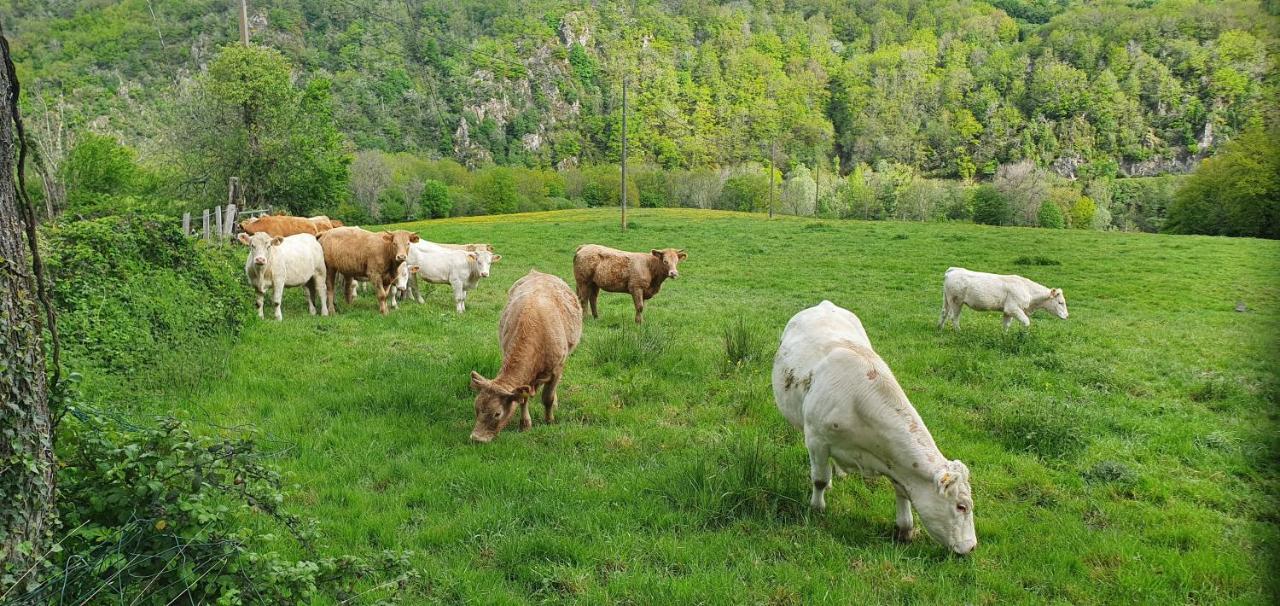 Pouzol Chalets Lavaux מראה חיצוני תמונה